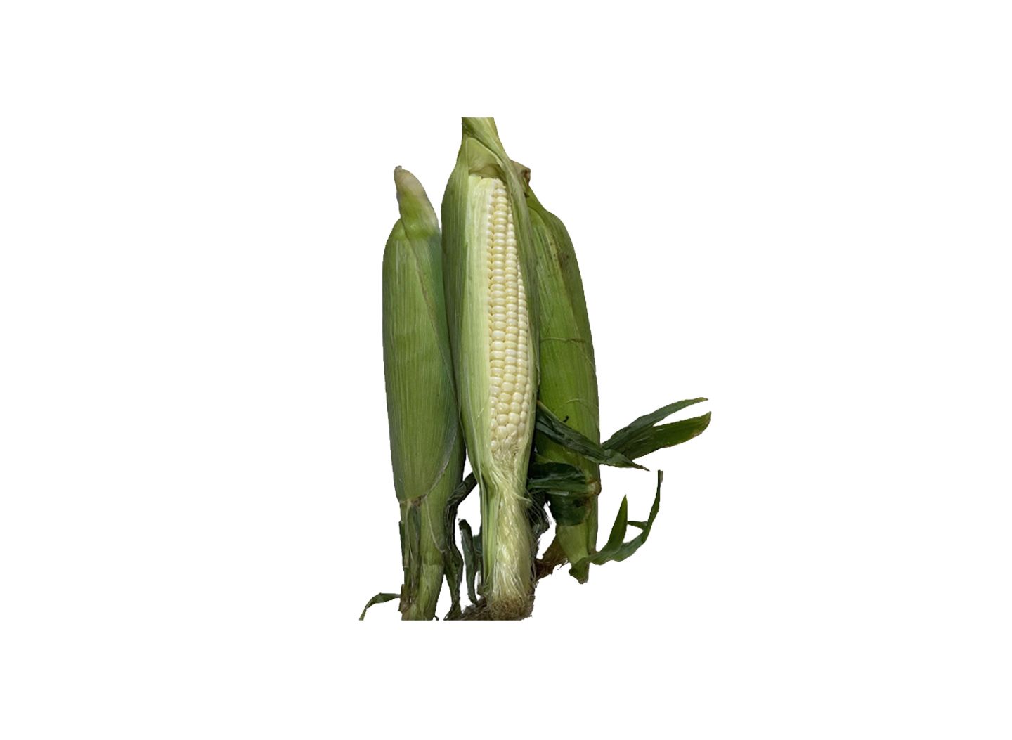 Sweet Corn 1 Ear