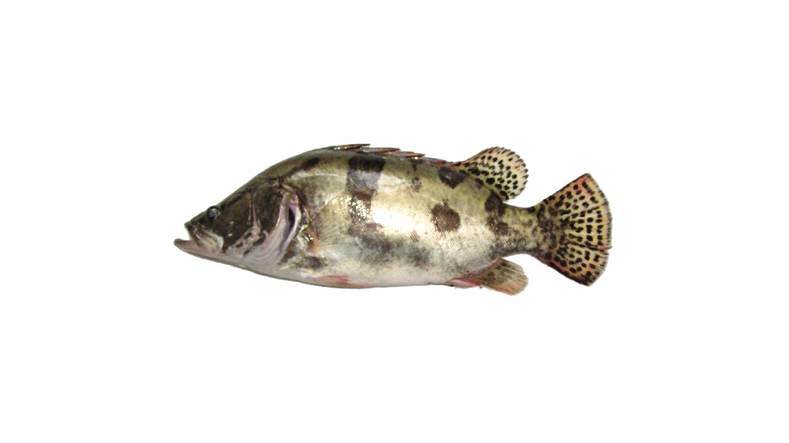 桂花魚 (中) 1條