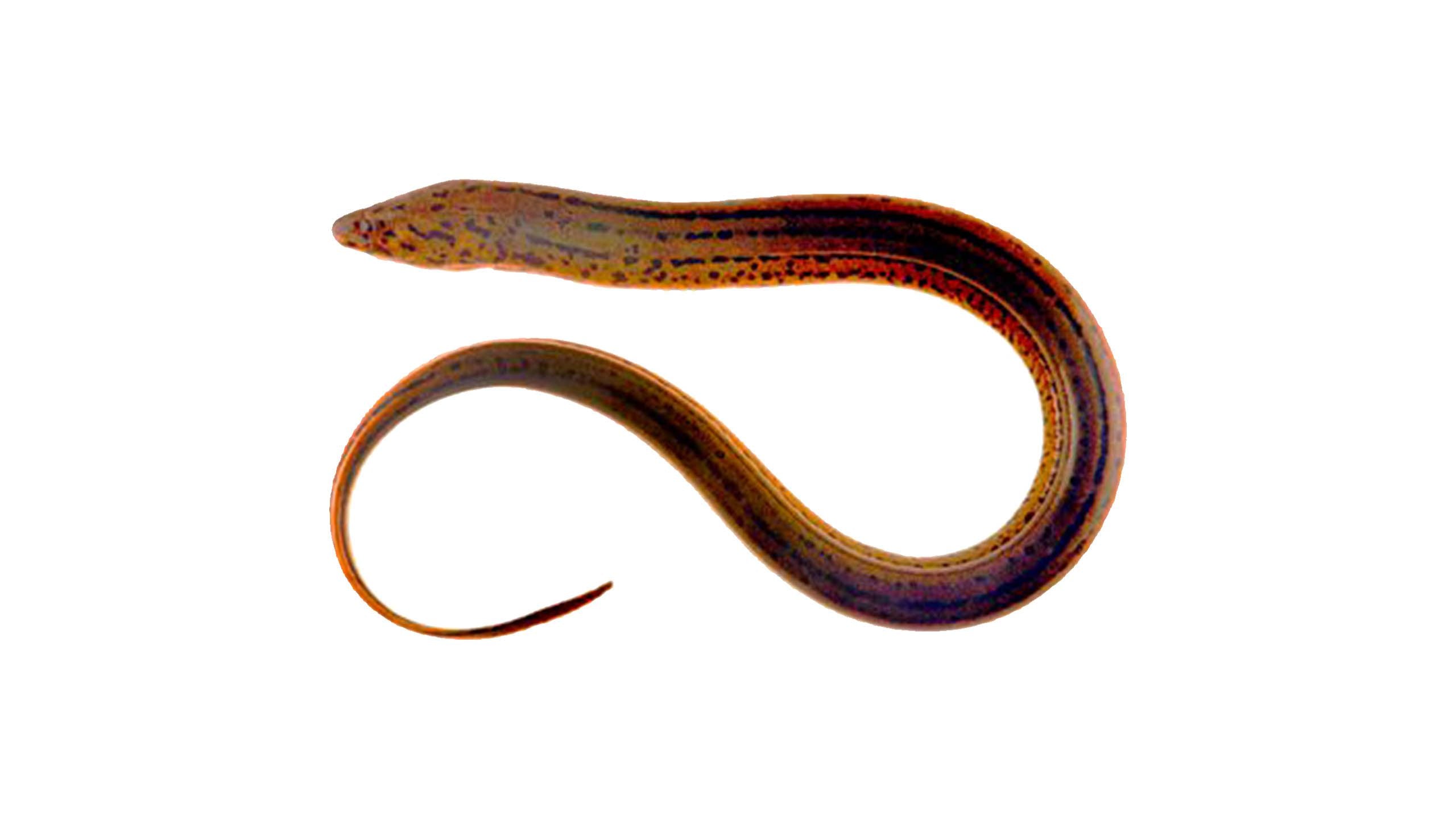 普通黃鱔 ± 1斤