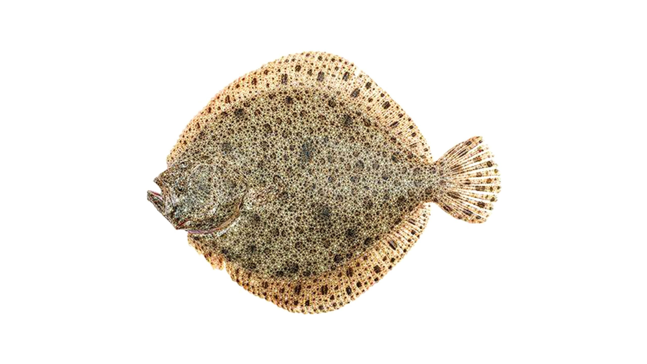 新鮮多寶魚 (大) 1條