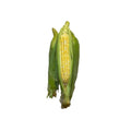 Corn 1 Ear