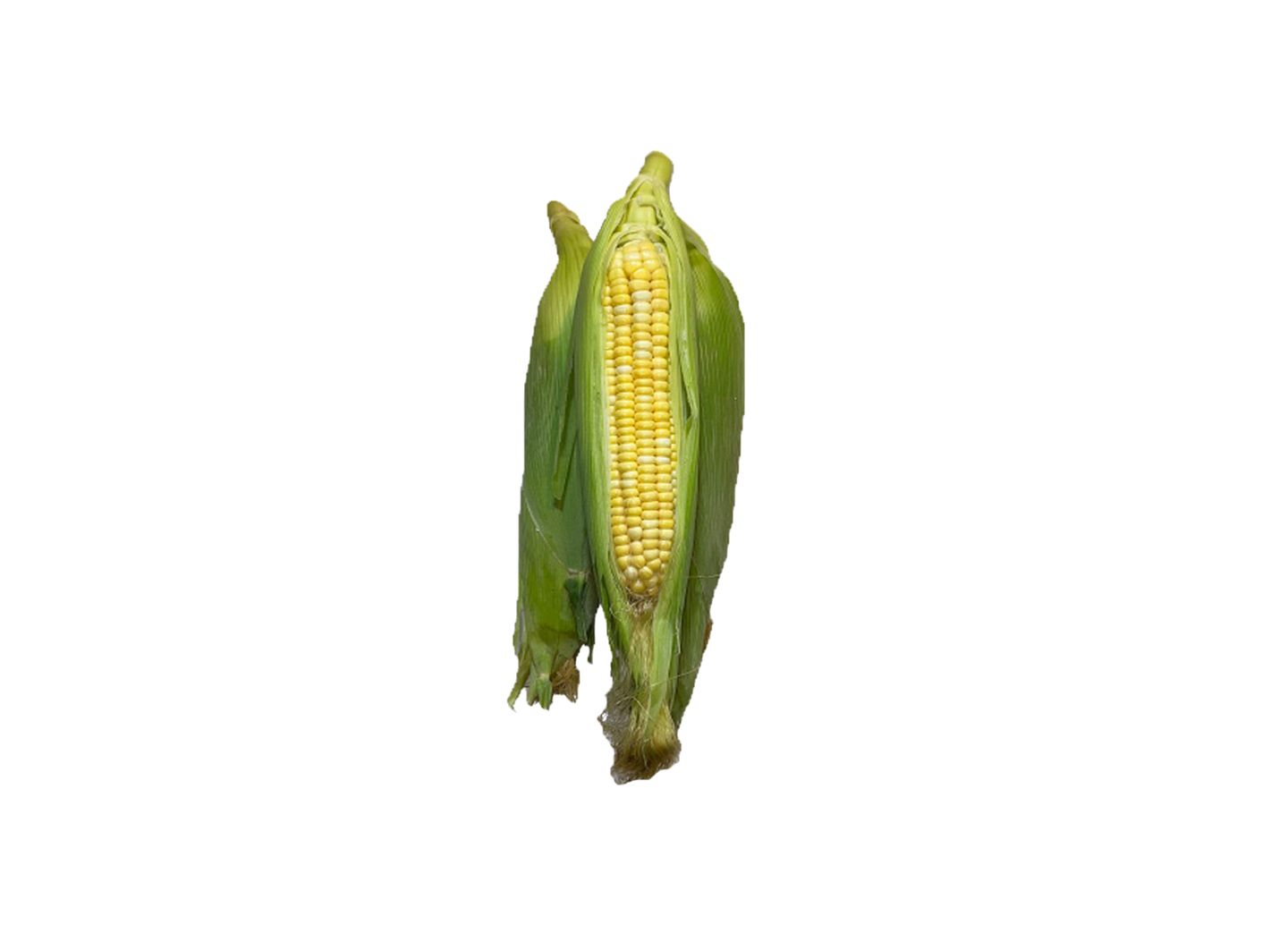 Corn 1 Ear