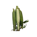 Sweet Corn 1 Ear