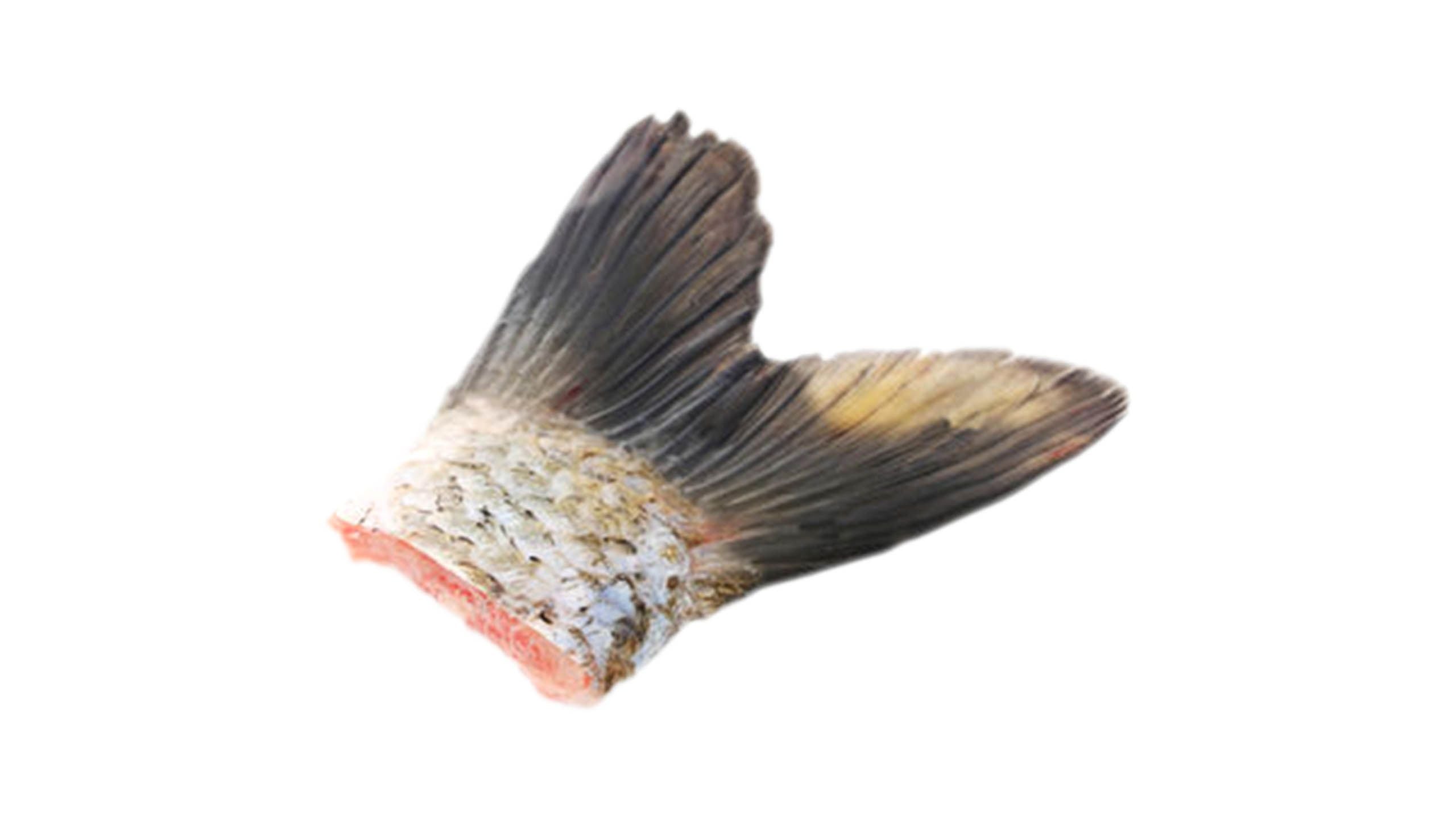 鯇魚尾 (中) 1段