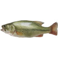 加洲鱸魚 1條