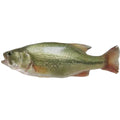 加洲鱸魚 (中) 1條